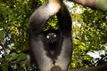 Lemur Indri indri, babakoto largest lemur from Madagascar Royalty Free Stock Photo