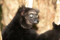 Lemur Indri indri, babakoto largest lemur from Madagascar Royalty Free Stock Photo