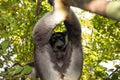 Lemur Indri indri, babakoto largest lemur from Madagascar Royalty Free Stock Photo