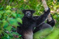 Lemur Indri indri, babakoto largest lemur from Madagascar Royalty Free Stock Photo