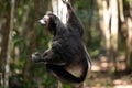 Lemur Indri indri, babakoto largest lemur from Madagascar Royalty Free Stock Photo