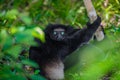 Lemur Indri indri, babakoto largest lemur from Madagascar Royalty Free Stock Photo