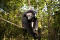 Lemur Indri indri, babakoto largest lemur from Madagascar Royalty Free Stock Photo