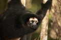 Lemur Indri indri, babakoto largest lemur from Madagascar Royalty Free Stock Photo