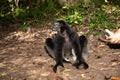 Lemur Indri indri, babakoto largest lemur from Madagascar Royalty Free Stock Photo