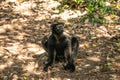 Lemur Indri indri, babakoto largest lemur from Madagascar Royalty Free Stock Photo