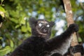 Lemur Indri indri, babakoto largest lemur from Madagascar Royalty Free Stock Photo