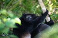 Lemur Indri indri, babakoto largest lemur from Madagascar Royalty Free Stock Photo