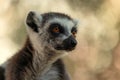 Lemur from the island of Madagascar Royalty Free Stock Photo