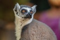 Lemur from the island of Madagascar Royalty Free Stock Photo