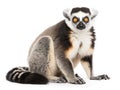 Ai Generated illustration Wildlife Concept of Lemur isolated