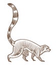 Lemur isolated sketch, African Madagascar animal, wildlife