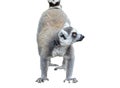 Lemur isolated on white background Royalty Free Stock Photo