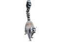 Lemur isolated on white background Royalty Free Stock Photo