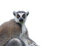 lemur isolated on white background Royalty Free Stock Photo