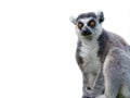 lemur isolated on white background Royalty Free Stock Photo