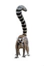 Lemur isolated on white background. Portrait of ring-tailed lemur, Lemur catta, standing on ground, long striped fluffy tail up