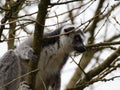 Lemur kata in the tree Royalty Free Stock Photo