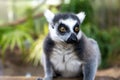 Lemur katta - lemure catta - is a ring-tailed animal looking cute with wide eyes.
