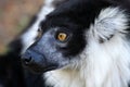 Prtrait of a Lemur Katta Royalty Free Stock Photo