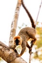 Lemur Kirindy Royalty Free Stock Photo