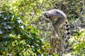 Lemur on a klick in the middle of the jungle. Royalty Free Stock Photo