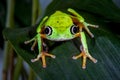 Lemur leaf frog Royalty Free Stock Photo