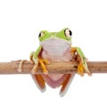 Lemur leaf frog on white background Royalty Free Stock Photo