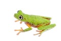 Lemur leaf frog on white background Royalty Free Stock Photo