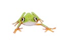 Lemur leaf frog on white background Royalty Free Stock Photo