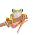 Lemur leaf frog on white background Royalty Free Stock Photo