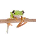 Lemur leaf frog on white background Royalty Free Stock Photo