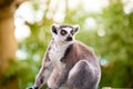 Lemur (lemur catta) Royalty Free Stock Photo