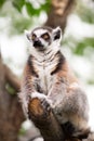 Lemur (lemur catta) Royalty Free Stock Photo