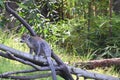 Lemur Lemures or Ghosts spirts 16 Royalty Free Stock Photo