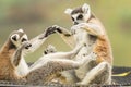 The Lemur (Lemuriformes) playing Royalty Free Stock Photo