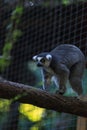 Lemur, Lemuroidea