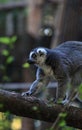 Lemur, Lemuroidea Royalty Free Stock Photo