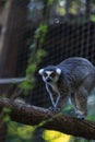 Lemur, Lemuroidea