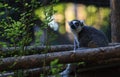 Lemur, Lemuroidea Royalty Free Stock Photo