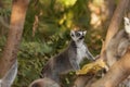 Lemur, Lemuroidea Royalty Free Stock Photo