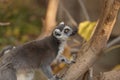 Lemur, Lemuroidea Royalty Free Stock Photo