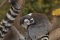 Lemur, Lemuroidea Royalty Free Stock Photo