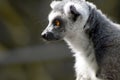 Lemur - Lemuroidea one of 100 species Royalty Free Stock Photo