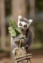 Lemur in London zoo Royalty Free Stock Photo