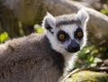 Lemur looking ahead