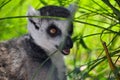 Lemur looking for food