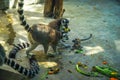 Lemur foraging on the ground Royalty Free Stock Photo