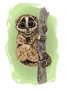 Lemur Loris on a tree. Vector illustration on green background Royalty Free Stock Photo