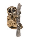 Lemur Loris on a tree. Vector illustration Royalty Free Stock Photo